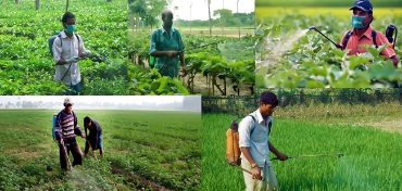 পেস্টিসাইড