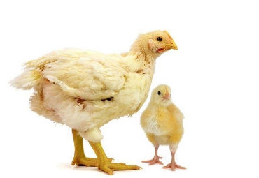 ব্রয়লার বিভাগের ছবি