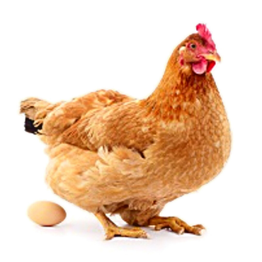 লেয়ার ব্রাউন বিভাগের ছবি