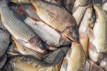 মিশ্র কার্প মাছ বিভাগের ছবি